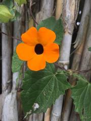 Thunbergia alata