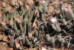 Gibbaeum angulipes