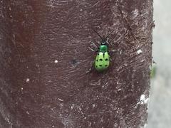 Diabrotica decempunctata