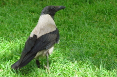Corvus cornix sharpii