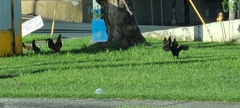Gallus gallus domesticus