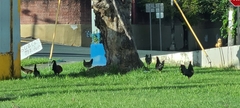 Gallus gallus domesticus