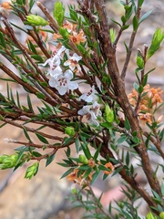 Epacris cerasicollina