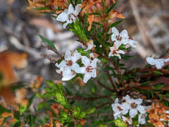 Epacris cerasicollina