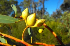 Eucalyptus decorticans