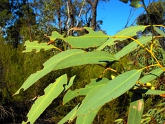 Eucalyptus decorticans
