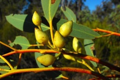 Eucalyptus decorticans
