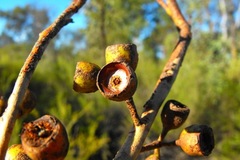 Eucalyptus decorticans