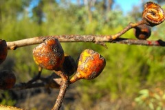 Eucalyptus decorticans