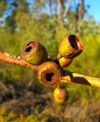 Eucalyptus decorticans