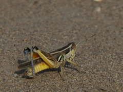 Dichroplus pratensis