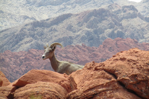 Desert Bighorn Sheep photographed in Nevada