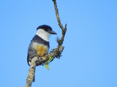 Notharchus swainsoni