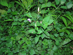 Brillantaisia lamium