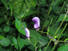 Brillantaisia lamium