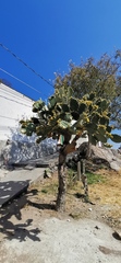 Opuntia velutina