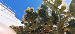 Opuntia velutina