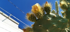 Opuntia velutina
