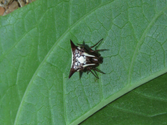Micrathena evansi