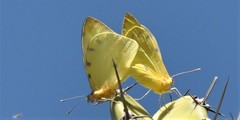 Hesperocharis crocea crocea