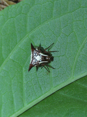 Micrathena evansi