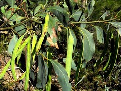 Acacia bancroftiorum