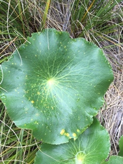 Aecidium ranunculi-lyallii