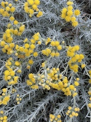 Senecio patagonicus