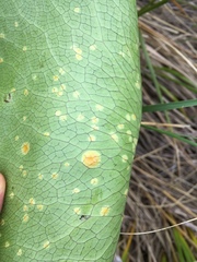 Aecidium ranunculi-lyallii