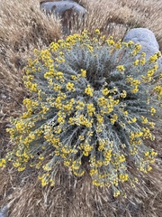 Senecio patagonicus