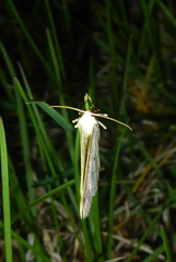 Lomographa glomeraria