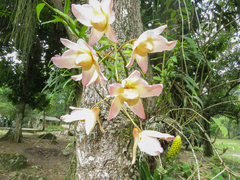 Dendrobium moschatum
