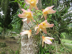 Dendrobium moschatum