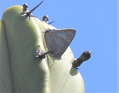 Thereus cithonius