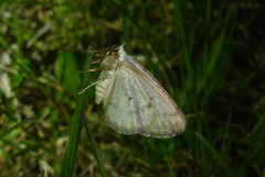 Lomographa glomeraria