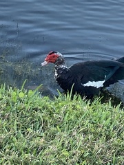 Cairina moschata domestica