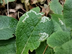 Phytomyza primulae