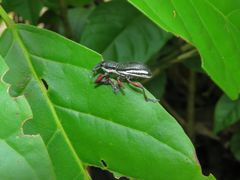 Alocorhinus curtisii