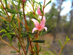 Boronia glabra