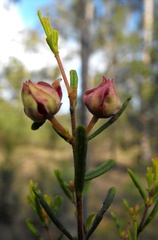 Boronia glabra