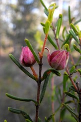 Boronia glabra