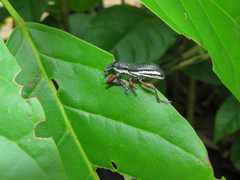 Alocorhinus curtisii