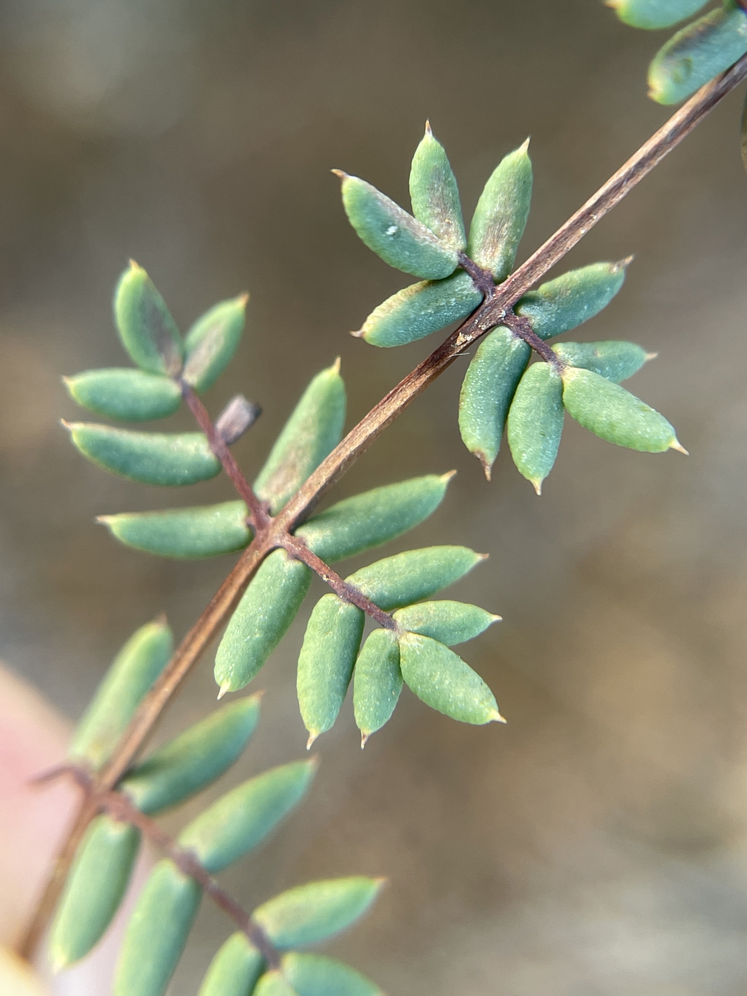 Pellaea mucronata ssp. mucronata