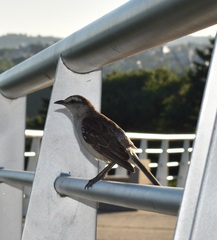 Mimus saturninus modulator