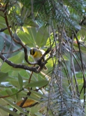 Black-faced Warbler (Abroscopus schisticeps), photo 8