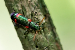 Strongylium humerale