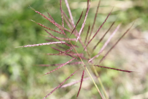 Bothriochloa bladhii