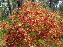 Dodonaea heteromorpha