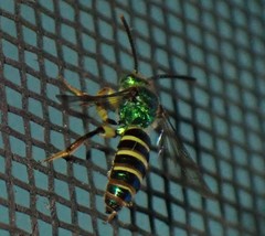 Agapostemon poeyi