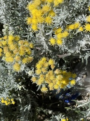 Senecio patagonicus